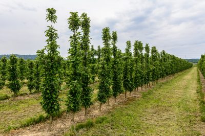 La altura habitual para la fruta columnar.