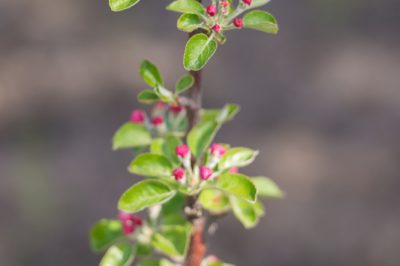 ¿es eso posible?, Cultivar la fruta de la columna usted mismo