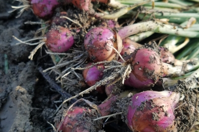 Cosecha chalotas en tu propio jardín