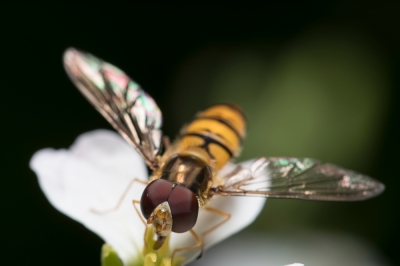 Perfil de la mosca flotante