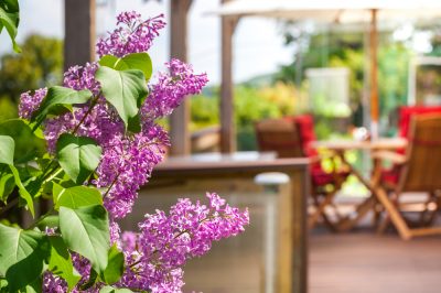 Las lilas de verano más hermosas para el balcón: plantación y cuidado.