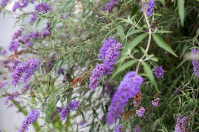 Es mejor cortar las flores descoloridas en buddleia.