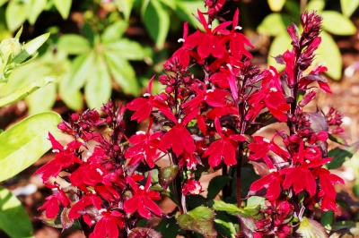 Cuidado adecuado de la lobelia herbácea.