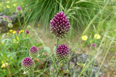 Bienvenido al colorido mundo de las plantas perennes para lugares soleados