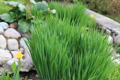 Plantas para el jardín de rocas a la sombra.