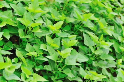 Buen crecimiento: plantas adecuadas en el huerto de batatas, Buenos vecinos