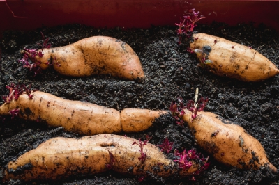 Consejos para invernar una planta de batata