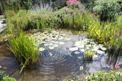 Estética y función del borde del estanque del jardín.