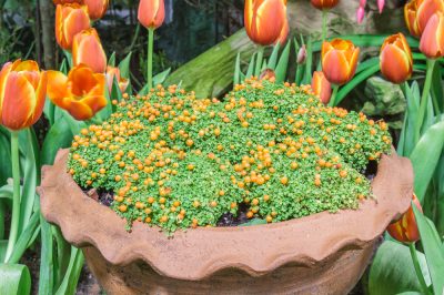 Maneras de rellenar juntas de terraza