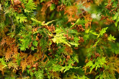 ¿La sal de Epsom ayuda cuando Thuja se vuelve marrón?