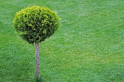 Cortar thuja como un tallo alto