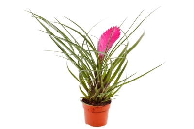 Tillandsia: plantar y cuidar (bromelias)