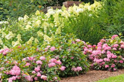 Cortar la flor de trompeta: así es como se hace