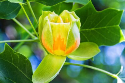 ¿Cómo se ve la flor del tulipán?