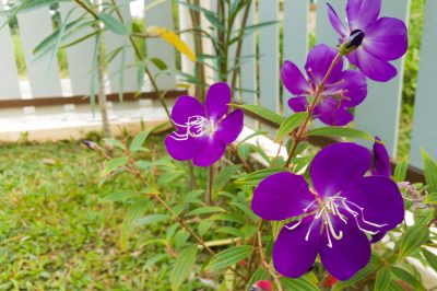 Cómo invernar un árbol violeta