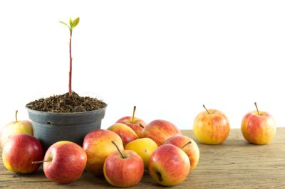 Flores de balcón: ¿cuándo es el mejor momento para plantar?