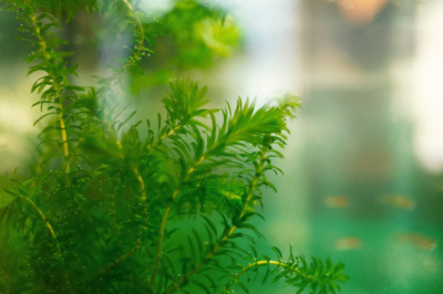 Waterweed en el acuario: una planta que vale la pena