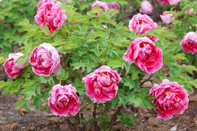 Cortar weigela para un poder floral concentrado: tutorial para un corte magistral