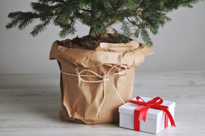 Cuidado adecuado del árbol de Navidad en la maceta.