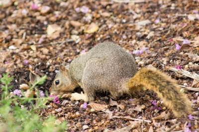 ¿Qué animal desenterra los bulbos? Los posibles culpables