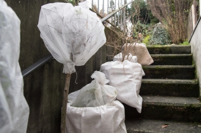 Proteja las plantas en macetas en invierno