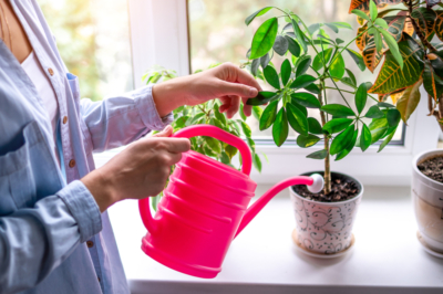 Le indicamos cómo regar adecuadamente sus plantas de interior, A continuación