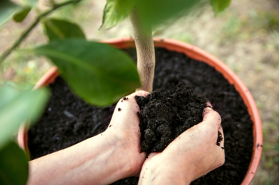 Citrus Earth: una pequeña guía para el comprador