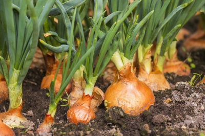 Planta tus propias cebollas