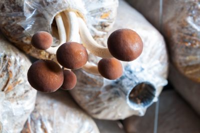 ¿Cómo sobreviven las cebollas al invierno?